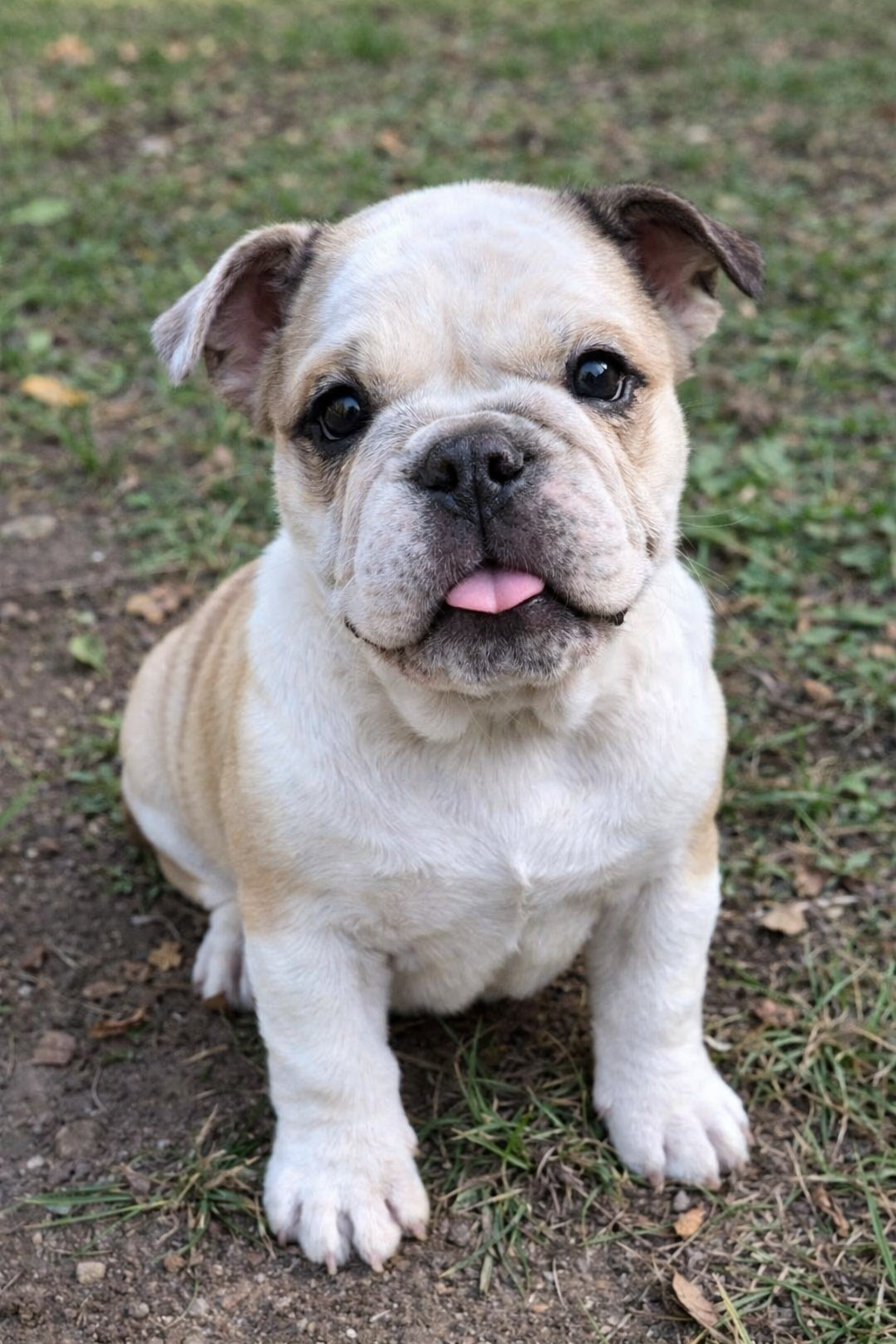 Poppy, our bulldog, sitting in the grass with her tongue out